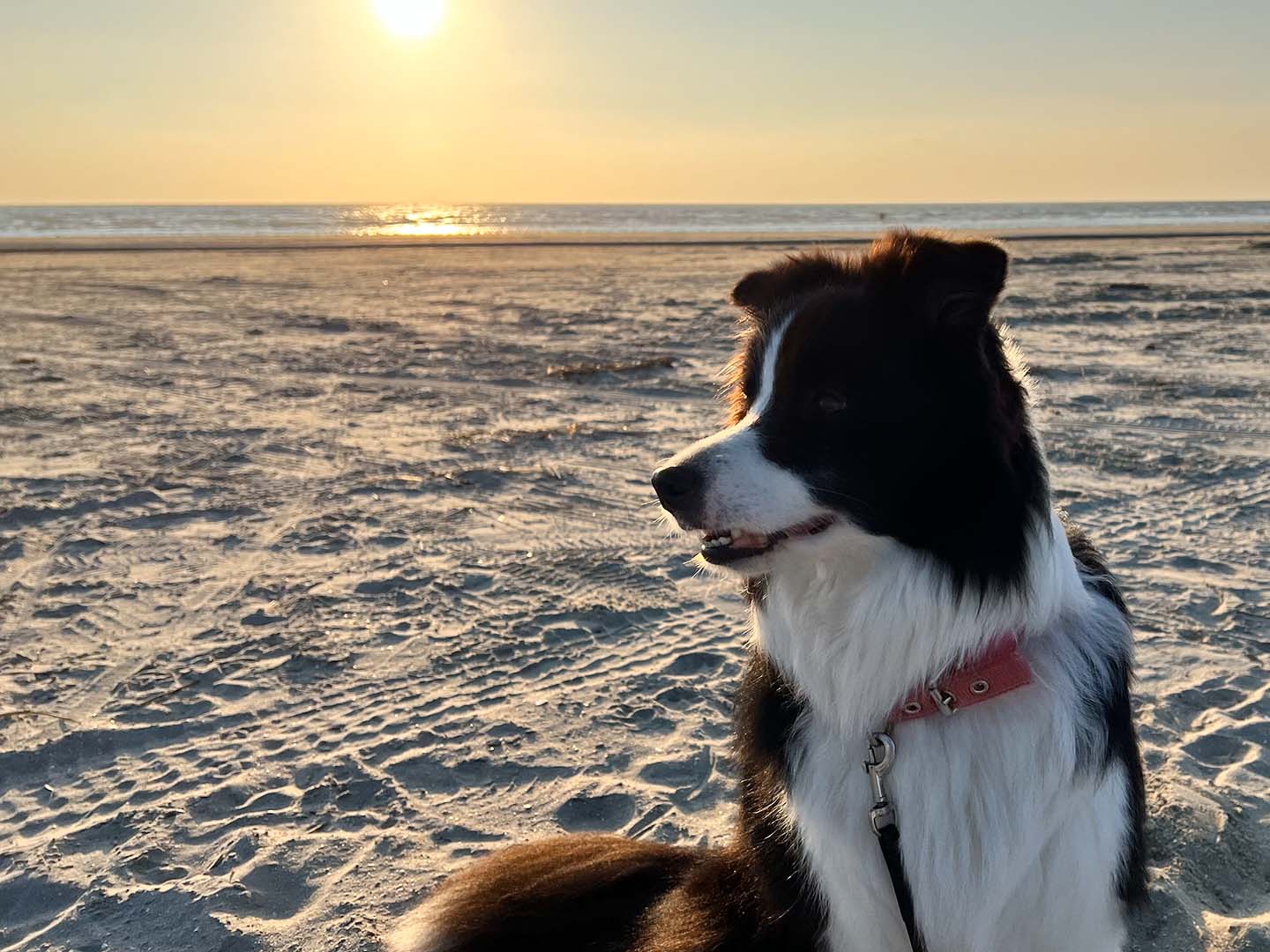 Hundeurlaub Intensivkurs Hunde Naturell